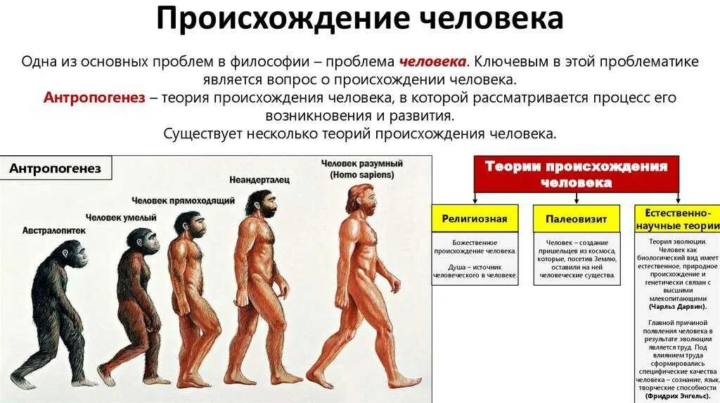 Эволюция человека хомо сапиенс. Эволюция антропогенеза. Ступени развития человека хомо сапиенс. Происхождение человека Антропогенез этапы эволюции человека.