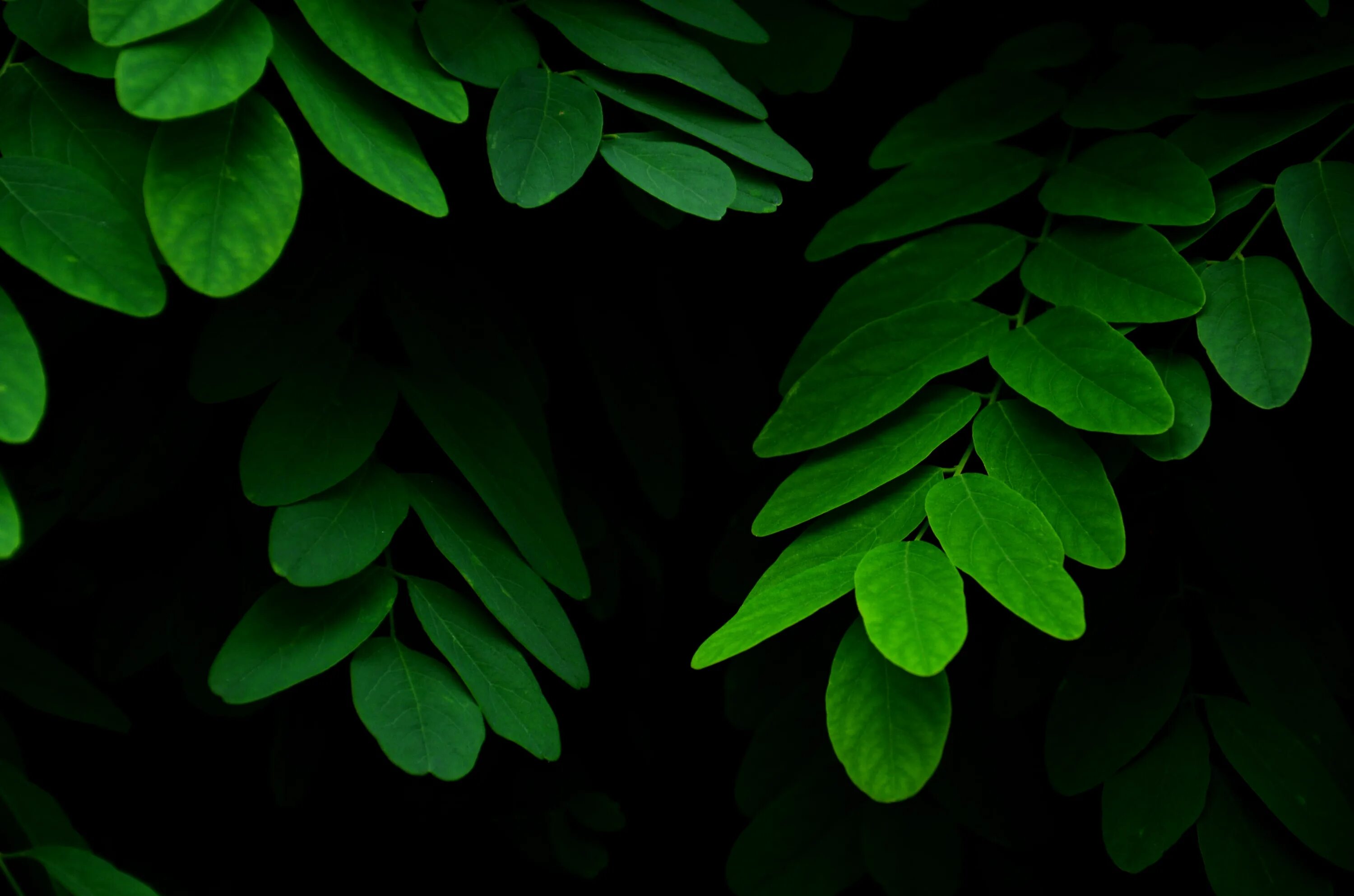 Листья. Темно зеленые растения. Зеленый лист. Листья фон. Black plants