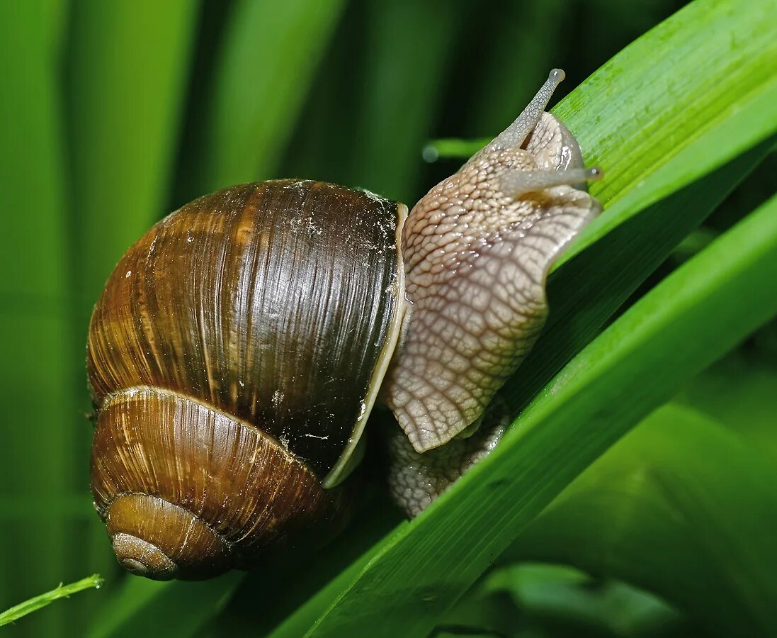 Helix pomatia Виноградная улитка. Хеликс поматиа улитки. Садовая, улитка (Helix pomatia).. Виноградная улитка фильтратор.