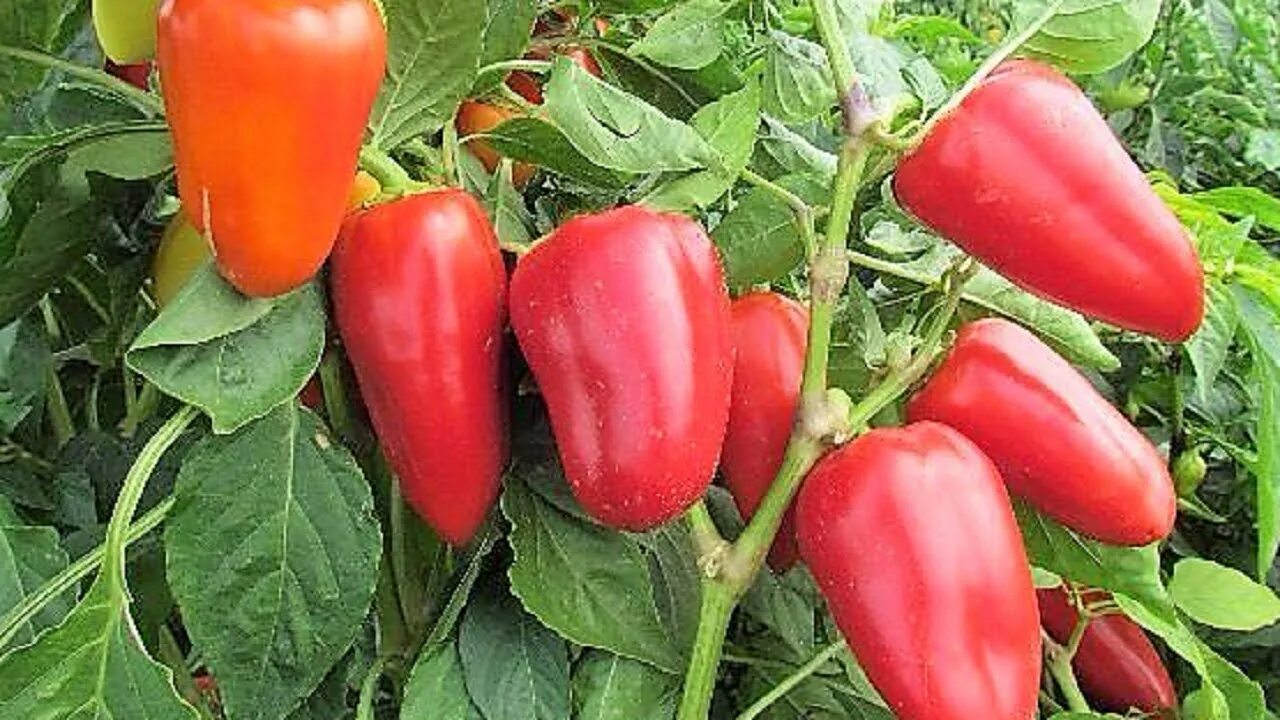 Ранние сорта перцев для теплиц самые урожайные
