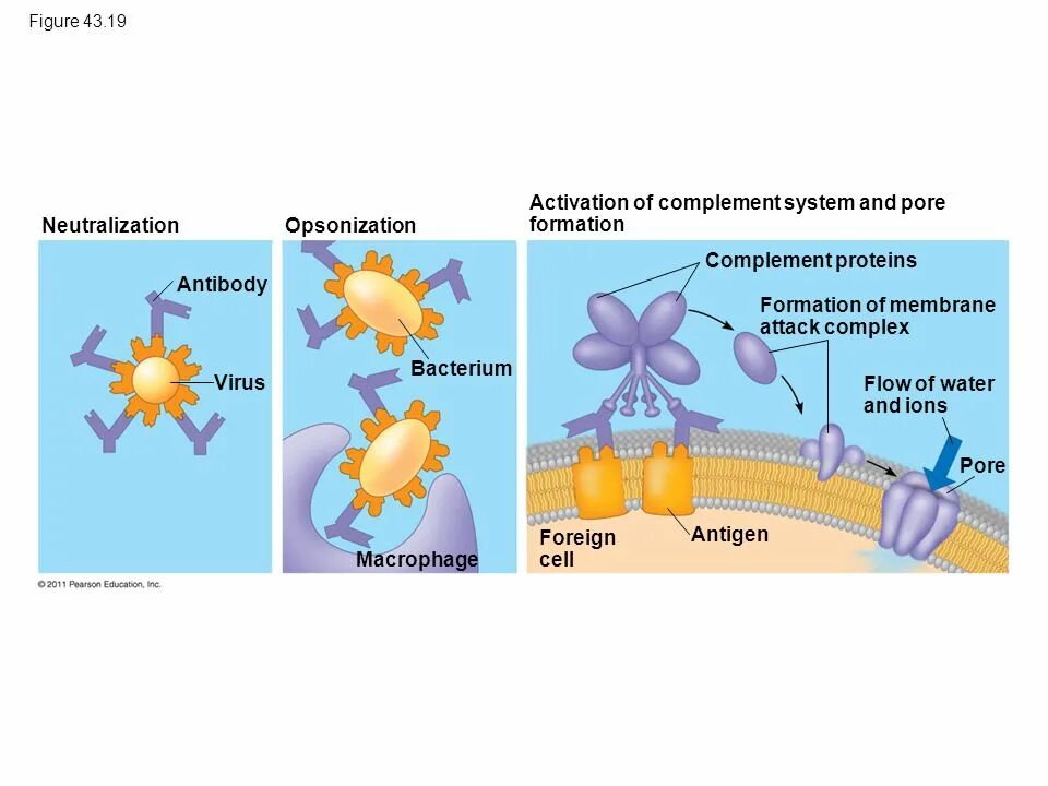 Activate system. Complement activation. Рецепторы системы комплемента. Complement System activation. Complement System Proteins.