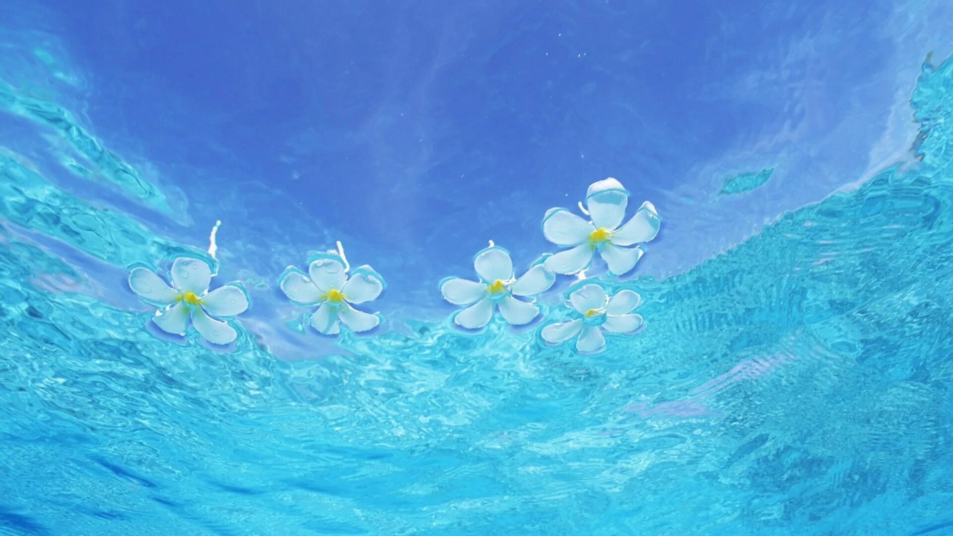 Цветы на фоне воды. Голубое море. Цветы на воде. Цветы на голубом фоне.