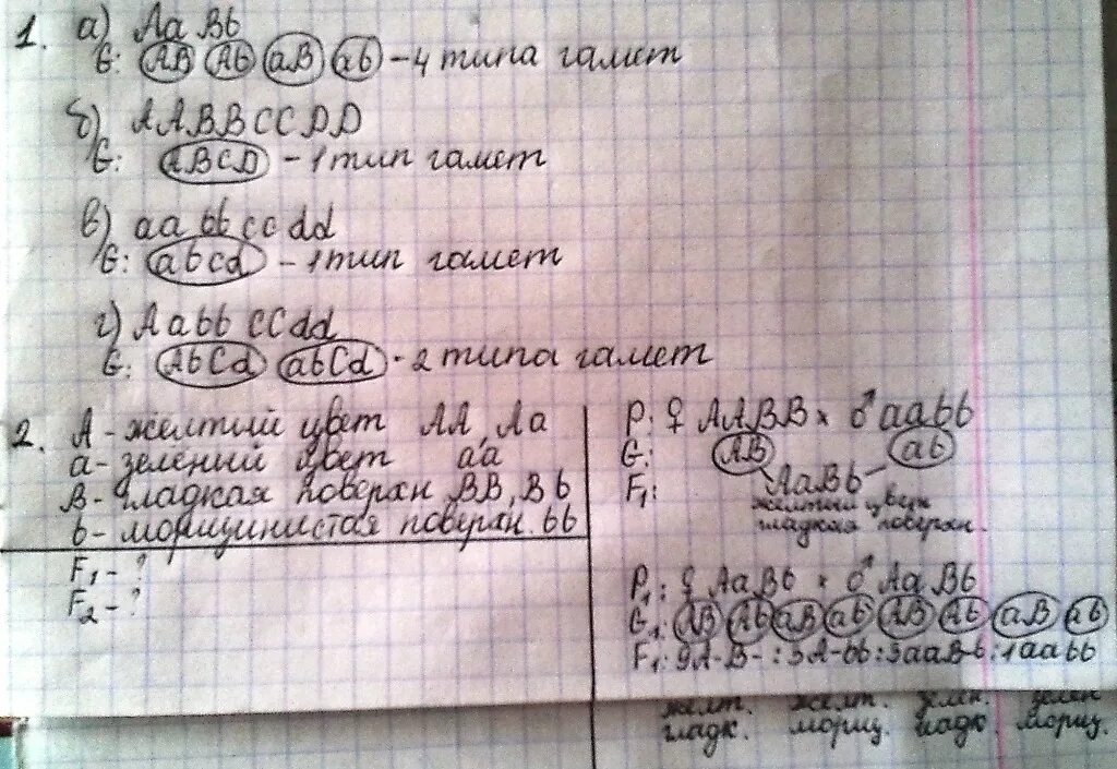Генотип ааввсс образует. Сколько и какие типы гамет образует организм генотипа aabbccdd. Сколько типов гамет образует. Сколько гамет образует организм с генотипом aabbccdd. Сколько типов гамет образуют организмы с генотипами.