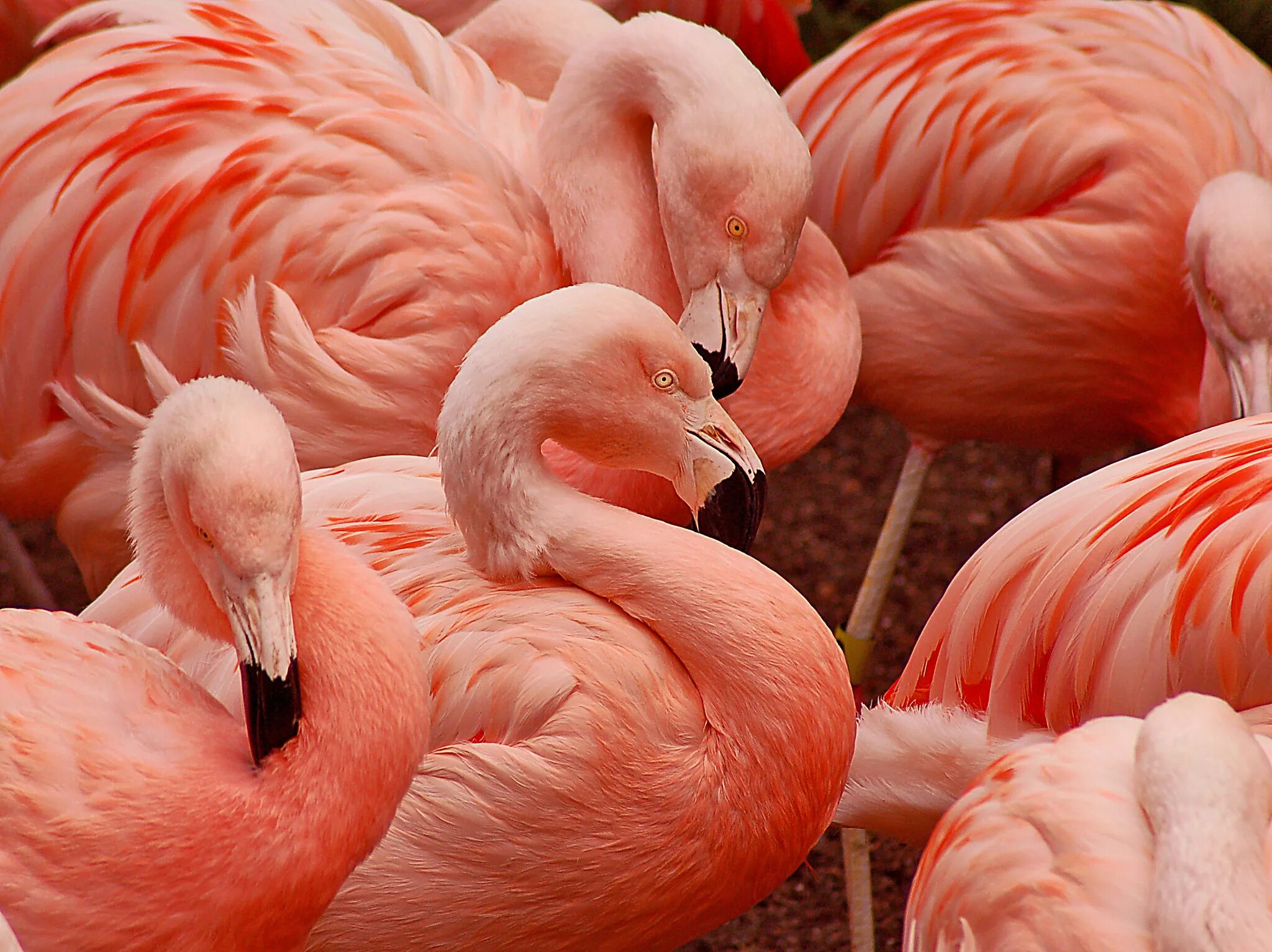Каких цветов фламинго. День розового фламинго (pink flamingo day). пинфлойд фламинго. много фламинго. фламинго обои.