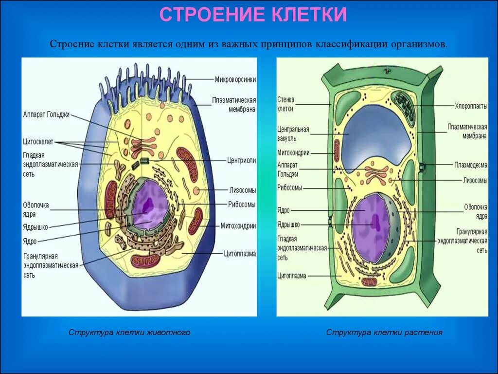 Строение и компоненты животной клетки. Биология 11 класс - структура клетки растений. Строение органической клетки. Строение растительной клетки.