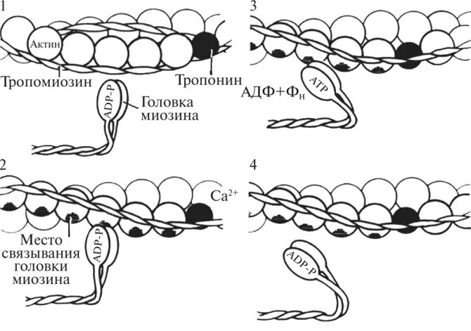 Нити актина. Строение актиновых и миозиновых нитей. Актин—миозинового взаимодействия. Строение актина и миозина. Актин и миозин схема.
