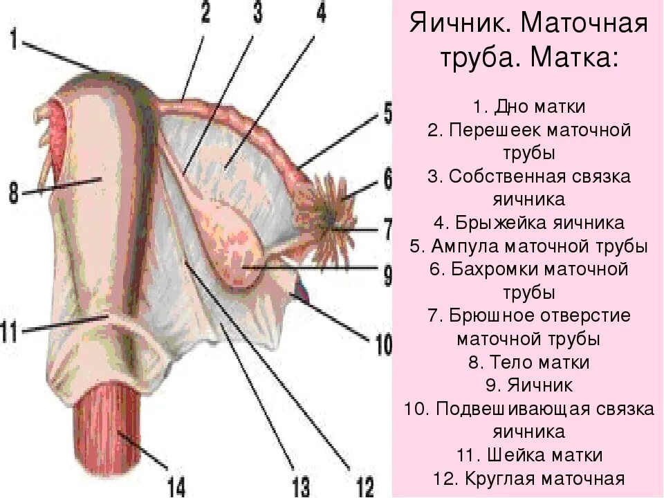 Строение матки маточных труб и яичников. Перешеек маточной трубы анатомия. Матка маточные трубы яичники строение. Брюшное отверстие маточной трубы анатомия.