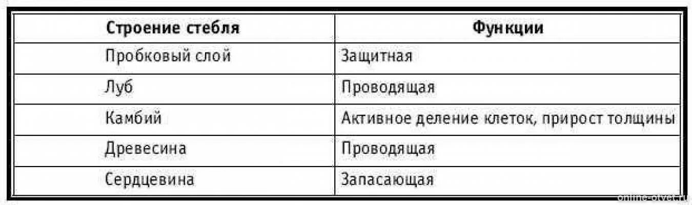 Внутреннее строение стебля функции. Строение и функции стебля 6 класс биология. Строение стебля 6 класс биология функции стебля. Таблица по биологии 6 класс стебель его строение и функции. Строение части стебля 6 класс биология и функции таблица.