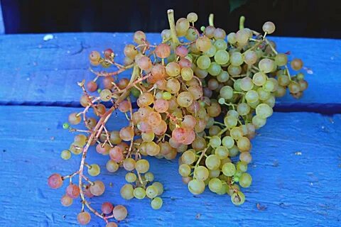 Русский виноград
