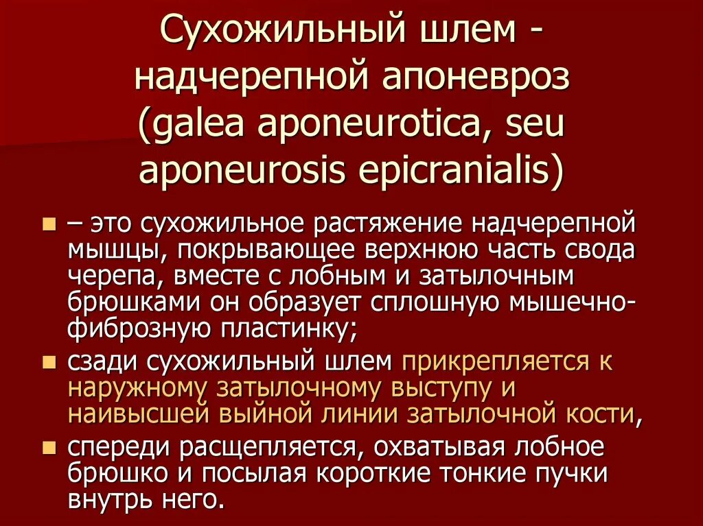 Функции надчерепных мышц. Надчерепной апоневроз сухожильный шлем. апоневроз надчерепной мышцы. сухожильный шлем функция. апоневроз сухожильного шлема.