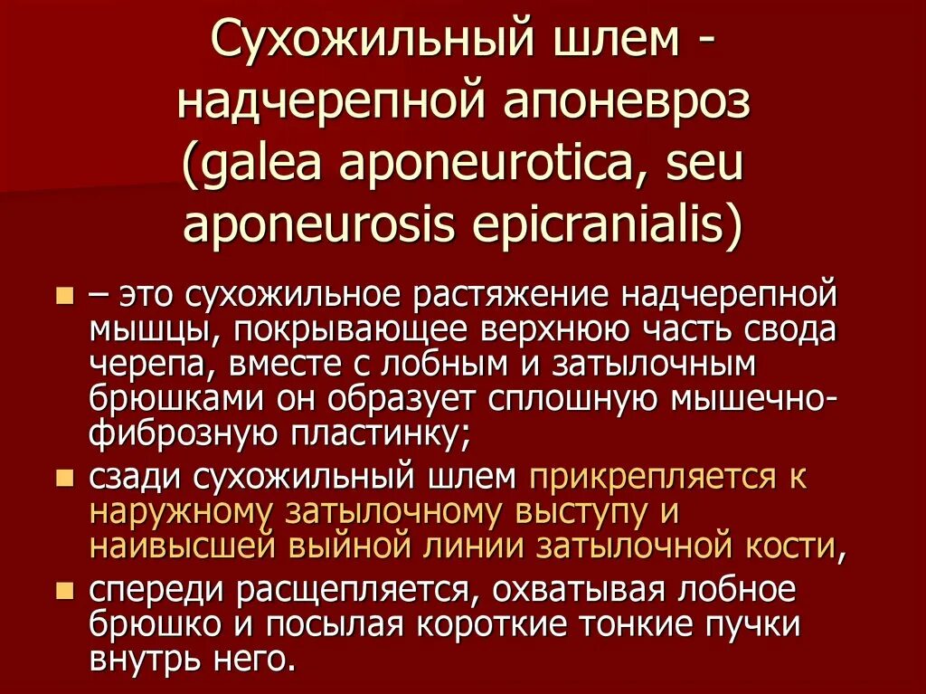 Массаж апоневроза головы. Надчерепной апоневроз сухожильный шлем. Апоневроз сухожильного шлема. Сухожильный шлем надчерепной мышцы. Сухожильный шлем функция.