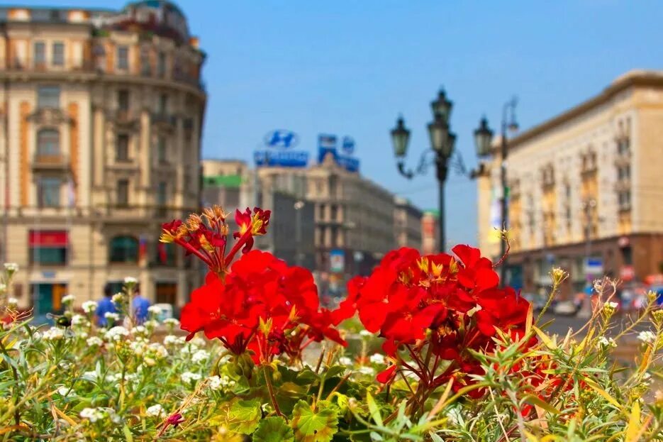 Цветы пл. Цветущая Москва. Цветочная площадь. Цветы на площади старинной. Площадь в цветах.