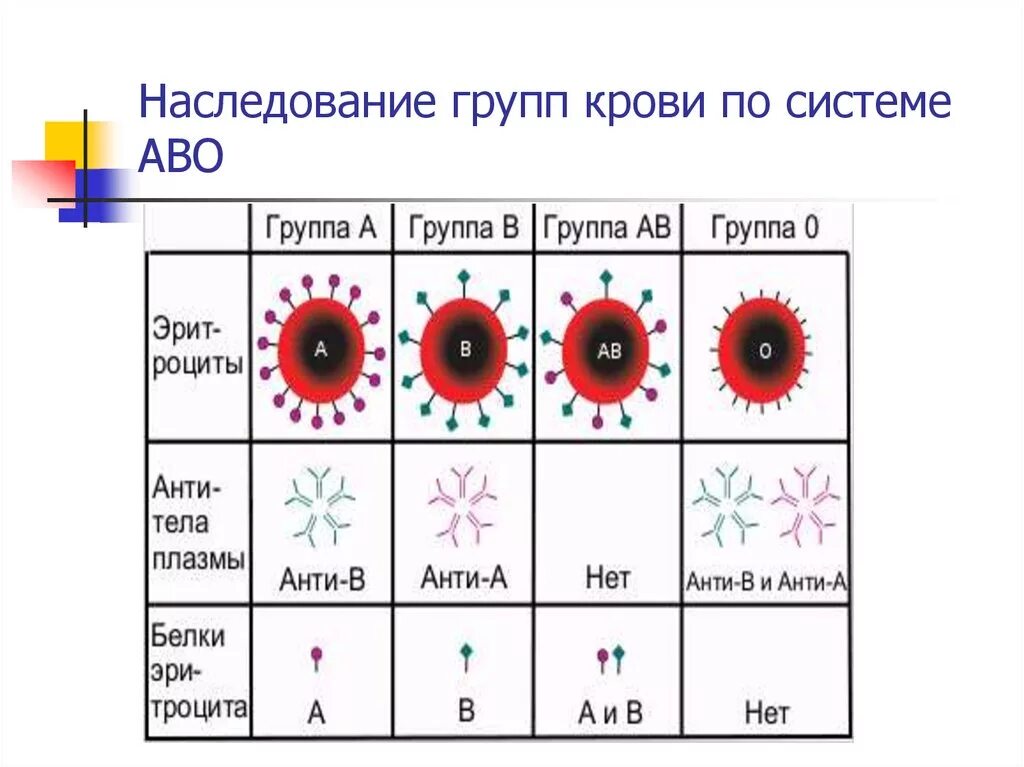 Группа механизм наследования групп крови. Схема наследования групп крови по системе АВО. Механизм наследования групп крови и резус системы. Механизмы наследования групп крови системы АВО. Группа крови резус фактор rh