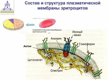 Мембрана эритроцитов