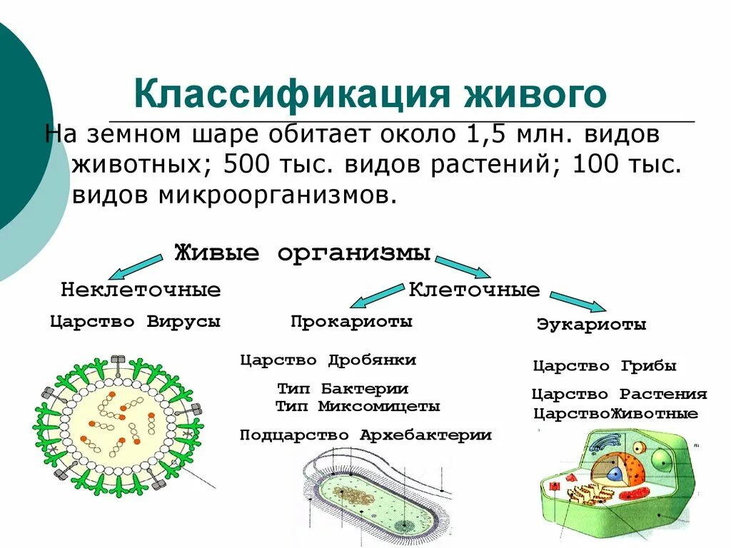 Классификация живых организмов. Современная классификация живых организмов. Система классификации живых организмов. Классификация живых организмов биология. Деление клеток прокариот