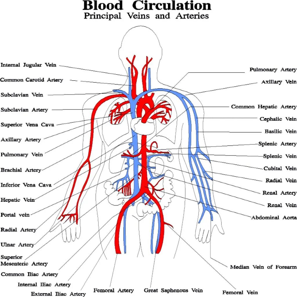 Circulatory system