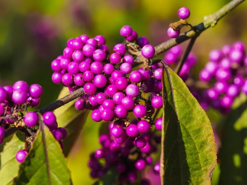 Purple berry