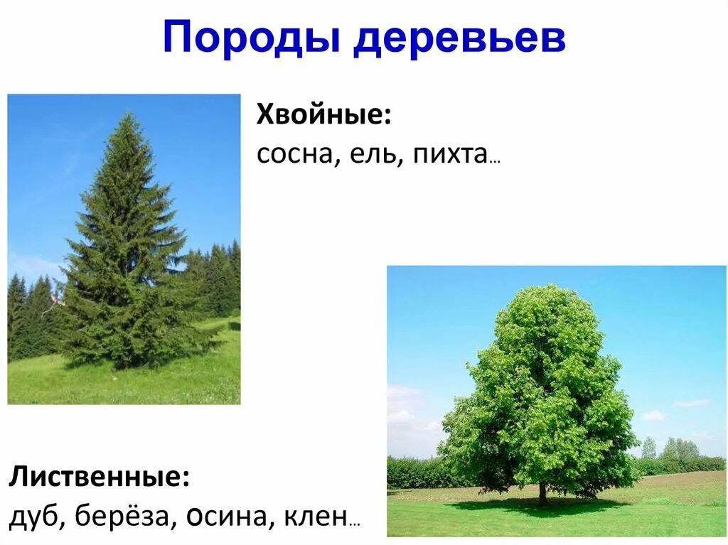 Ель хвойное дуб. Хвойные и лиственные породы деревьев. Хвойное или лиственное дерево. Хвойные и лиственные породы древесины. Лиственные породы древесины.