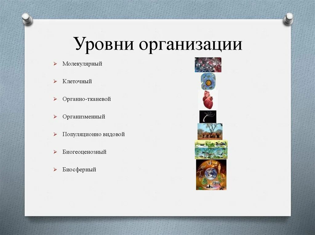 1 организационный уровень. Уровни организации. Уровни организации жизни. Уровень организации мероприятия. Органно тканевый уровень организации жизни.