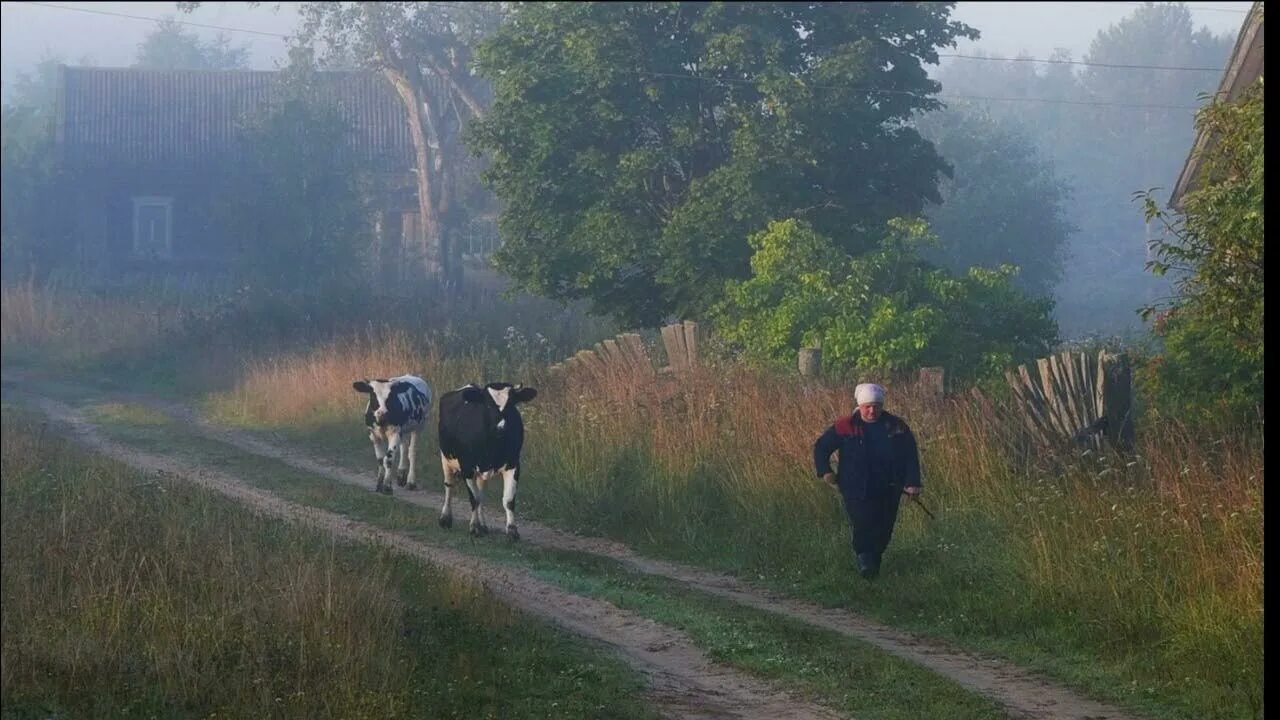Туман / Туманное утро в деревне