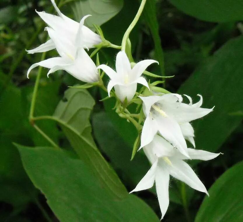 клеродендрум цветок комнатный. домашний цветок белыми колокольчиками. эухарис амазонский. домашний цветок белыми колокольчиками. кампанелла альба цветок.