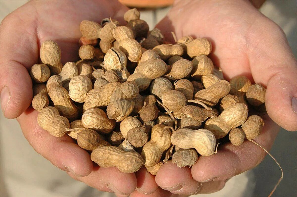 Арахис куст. Фундук земляной орех. Арахис какой орех. Арахис культурный(земляной орех) престиж ц. Кот арахис.