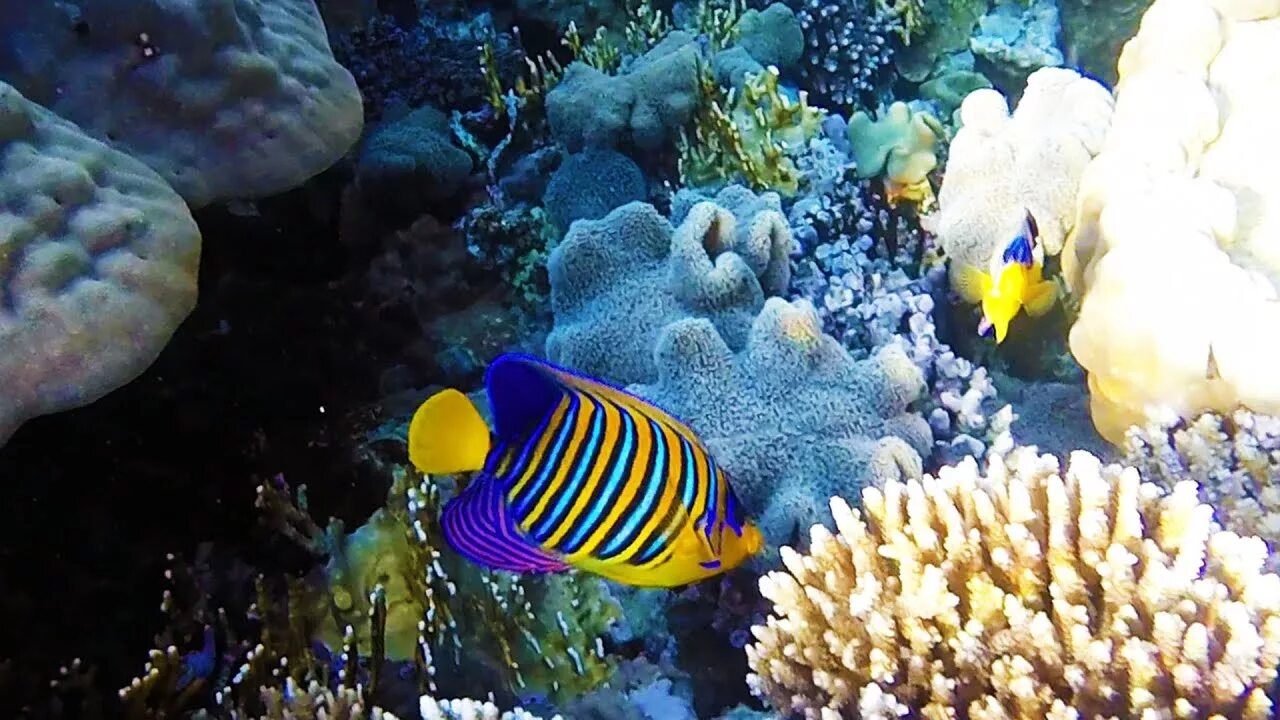 Подводный мир красного моря видео. Подводный мир красного моря видео. Подводный мир красного моря видео. Кораллы в шарм эль шейхе. Рыбки в красном море египет.
