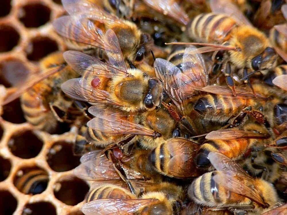 Как еще называют болезнь пчел. Пчелиный клещ варроа. Варроатоз болезнь пчел. Клещ варроа на пчеле. Клещи варроа у пчел.
