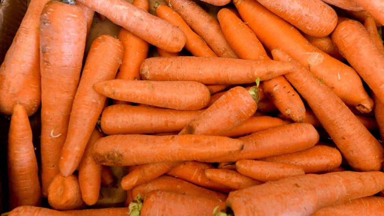 10 килограмм моркови. Морковь 20 тонн. Морковь в Узбекистане. Морковь Балтимор. Килограмм моркови.