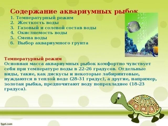 Как ухаживать за рыбами в аквариуме. Памятка по уходу за рыбками. как ухаживать за аквариумными рыбками. правила ухода за аквариумными рыбками. правила по уходу за аквариумом.