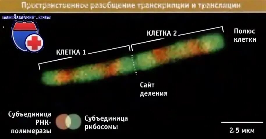 Наследственный материал представлен нуклеоидом