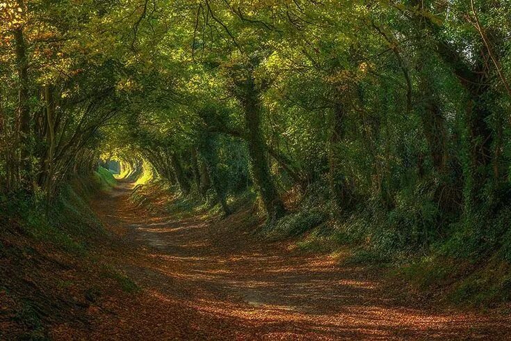 Мир леса фото Pin by magic rat on Nature Tree forest, Bamboo, Beautiful landscapes