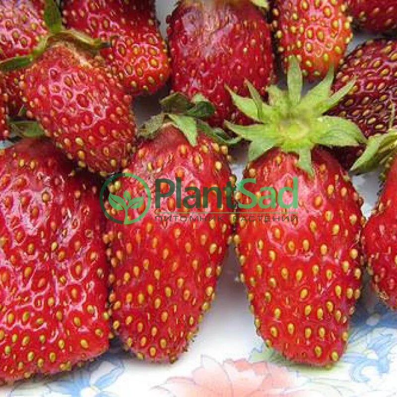 Купчиха клубника отзывы. Земляника купчиха земклуника. Земклуника барыня. Земклуника купчиха. Земклуника купчиха.