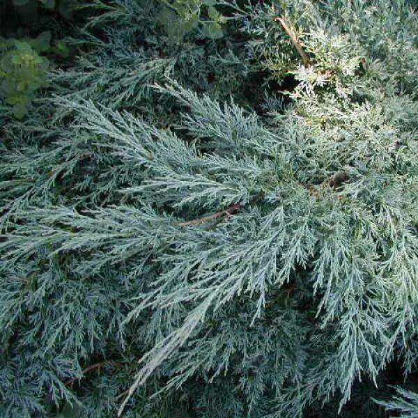 Купить Можжевельник виргинский "Глаука" (Juniperus virginiana 'Glauca') от 2 599