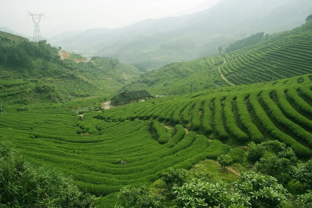 Виды плантаций. Чайная плантация провинции Фуцзянь. Юньнань чайные плантации. Провинция Фуцзянь Китай. Китай Юньнань чайные плантации.