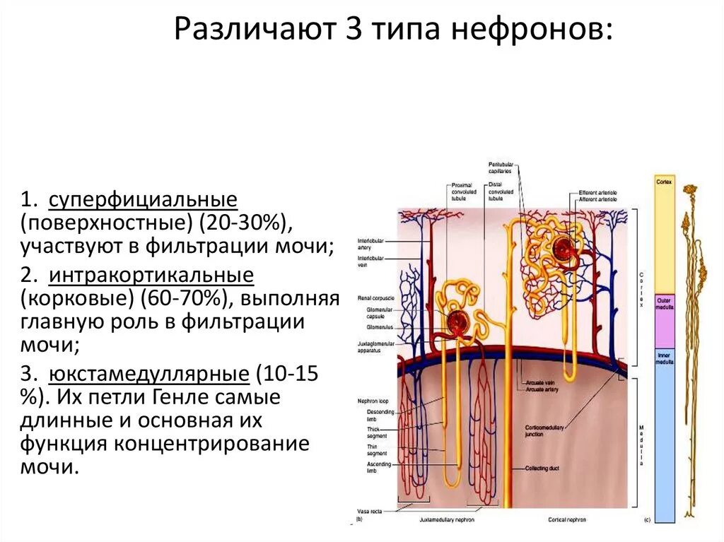 Выделительную функцию кожи выполняют железы. Интракортикальные нефроны. Суперфициальные нефроны. Строение и функции почек. Типы нефронов.. Различия нефронов.