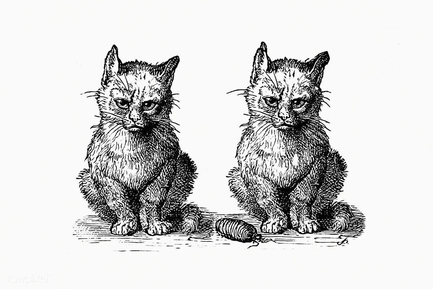 Кот гравюра. Кошки в средние века. Японская гравюра коты. Котики линогравюра. Линогравюра кот.