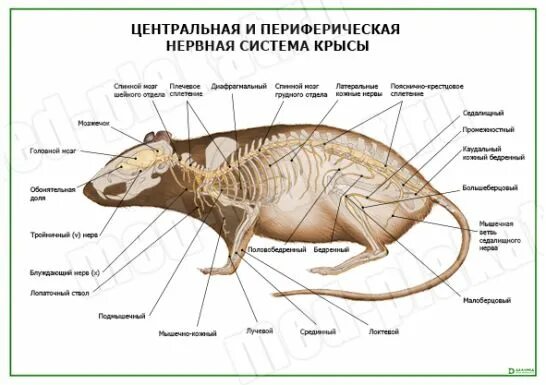 крыса слепыш. пищеварительная система крысы. строение репродуктивной системы самцов крысы. анатомия крысы скелет. анатомия пищеварительной системы крысы.