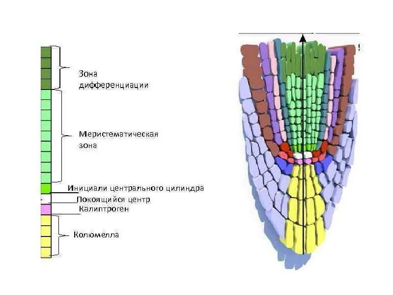 Зона нарастания. Зоны корня зона дифференциации. Апикальная меристема зона корня. Зона дифференциации на корне. Зона дифференциация клеток.