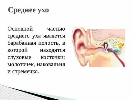 Прохождение воздушных масс в полость среднего уха. Прохождение воздушных масс в полость среднего уха