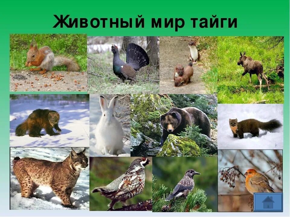 Какие животные в природной зоне тайга. Тайга европейская часть России животный мир. Обитатели тайги. Звери обитающие в тайге. Животные сибирской тайги.