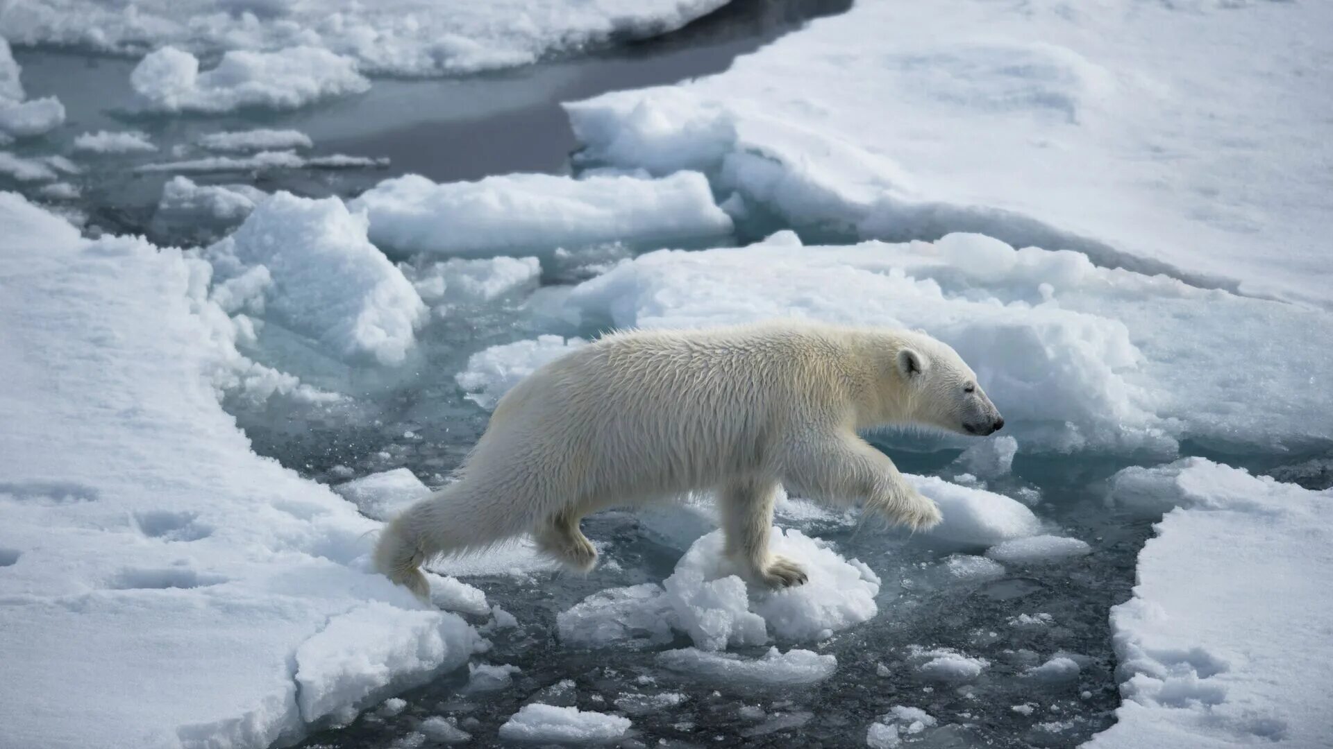 Арктика жизнь белого медведя. Гремиха белый медведь. Белый медведь архипелаг новая земля. Белые медведи в Арктике. Белый медведь в России.