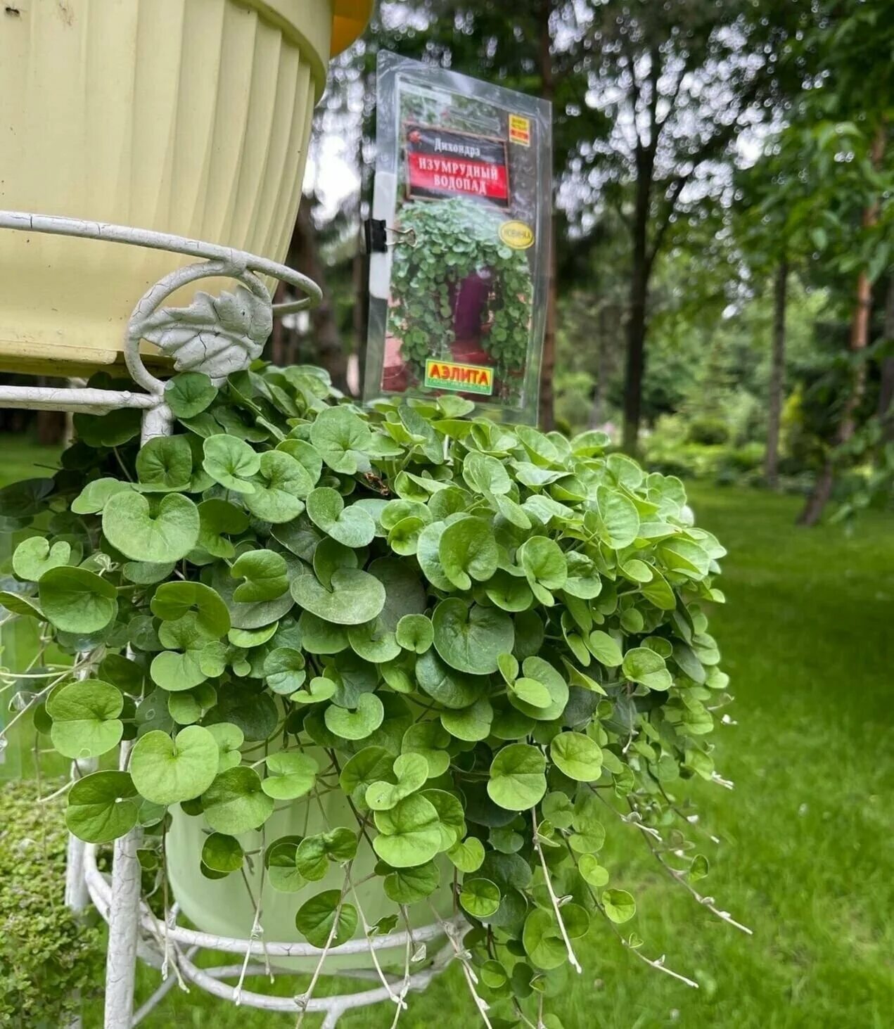 дихондра традесканция. дихондра ползучая изумрудный водопад. цветы дихондра изумрудный водопад. дихондра изумрудная. дихондра изумрудный водопад фото.
