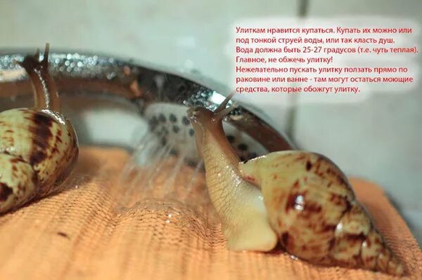 Улитка ахатина купается. Улитка домашняя ахатина. Можно мыть улиток. Улитка ахатина купание. Улитка ахатина купается.