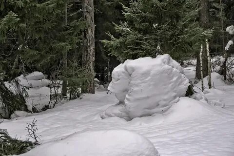 Снежной род