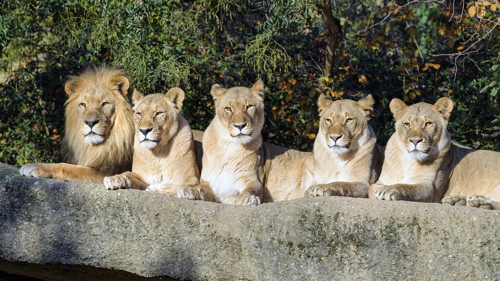 Лев 5 апреля 2024. 5 Лев. Basel зоопарк. Land of Lions Анталия. Berkem Aslan Diyari - Land of Lions.