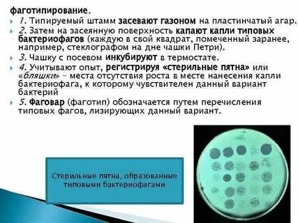 Фаготипирование