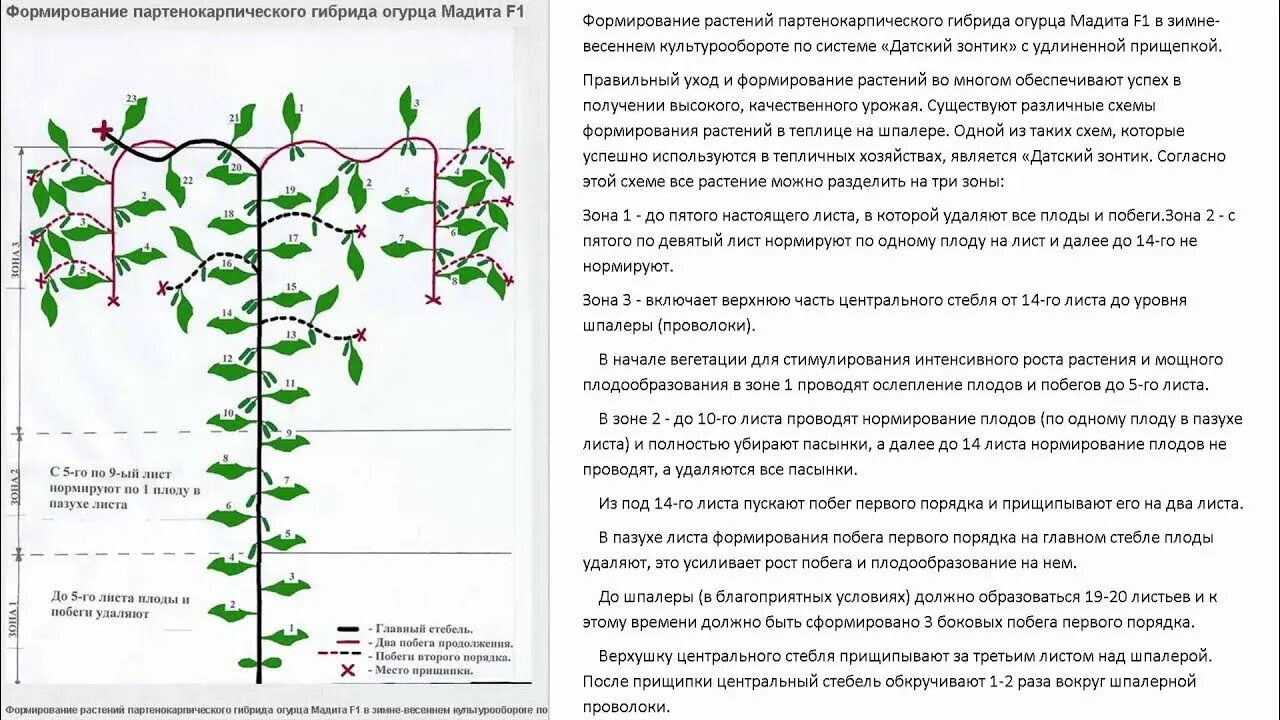 Схема формирования огурцов в теплице. Схема пасынкования огурцов. Схема обрезки огурцов в теплице. Огурцы схема пасынкования. Что значит партенокарпический гибрид