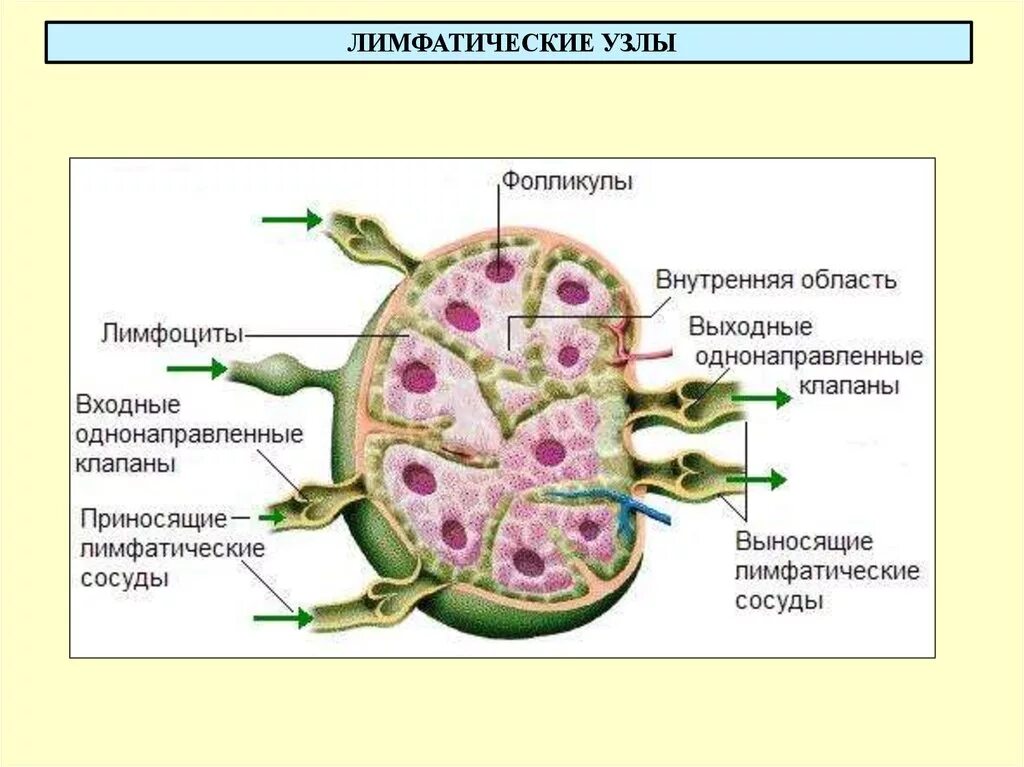 К лимфатическим узлам относится. Схема строения лимфатического узла. Лимфоузел строение анатомия. Лимфатический узелок лимфатического узла. Лимфатические узлы анатомия человека.