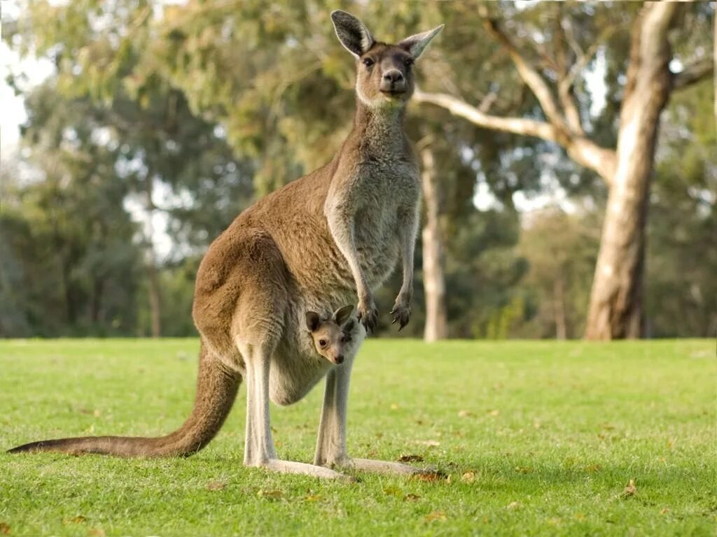 На каком материке находится кенгуру. Сумчатые животные Австралии кенгуру. Кенгуру в Австралии. Эму коала кенгуру. Австралия кенгуру и коала.